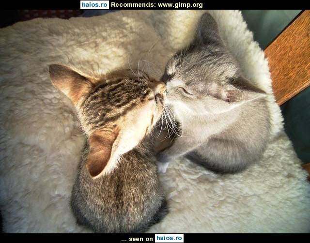 Iubire maxima intre doua pisicute care
stiu sa se sarute!