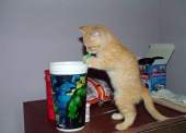 Dovada: si pisicuta bea cu paiul bautura
din pahar