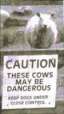 These cows may be dangerous