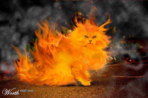 Pisica de foc!