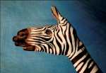 Zebra 'palmata'