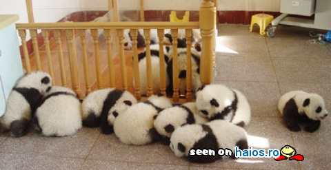 Gradinita puiutilor de panda
