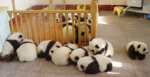 Gradinita puiutilor de panda