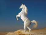 Ai visat vreodata un frumos cal alb?