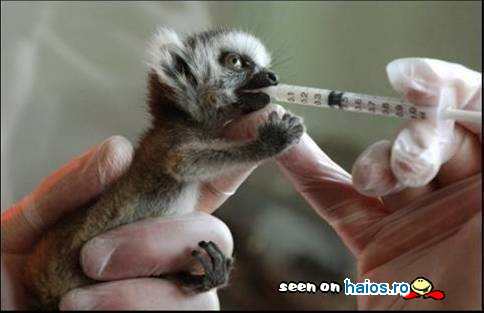 Mancare cu pipeta pentru puiul de Lemur