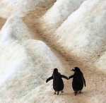 Dragostea iernatica a pinguinilor