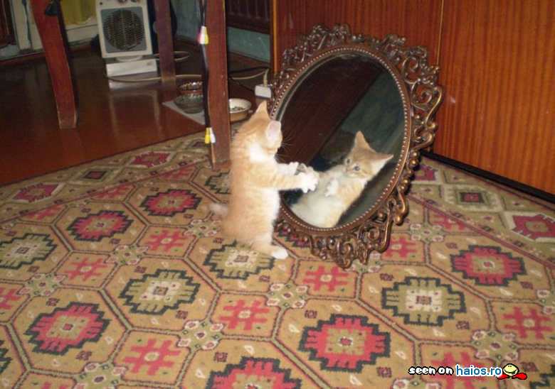 Oglinda oglinjoara, cine-i mai frumoasa
din tara?