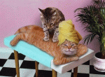 Chiar daca nu esti pisica, ce-i mai bun
decat un masaj?