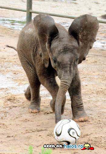 Elefantelul joaca fotbal de placere