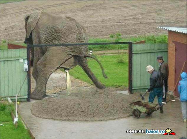 Ce faci cand face caca elefantul!