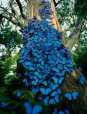 Foarte frumos: copac invadat de fluturi
albastri