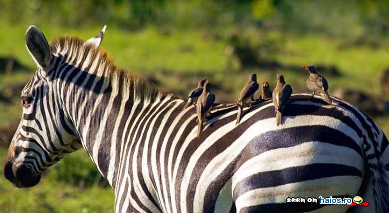 Pasarelele la sedinta pe spatele zebrei