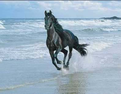 Cal negru frumos alearga pe plaja, pe
malul marii...