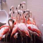 Aglomeratie flamingo la baie. Nu doar
fetele merg in grup?