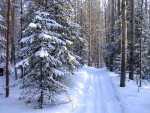 Padure iarna in ianuarie la munte. La
Multi Ani in Noul An!