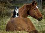 Pisica lenevind pe spatele unui cal