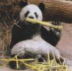 Ursul panda cantaret la fluier