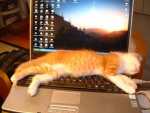 Dependenta de calculator: sa dormi
direct pe tastatura