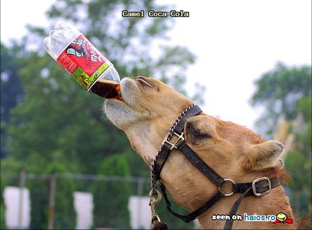 Camel Coca-Cola