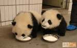 Panda: Scuzati va rog, dar aveti un
servetel?