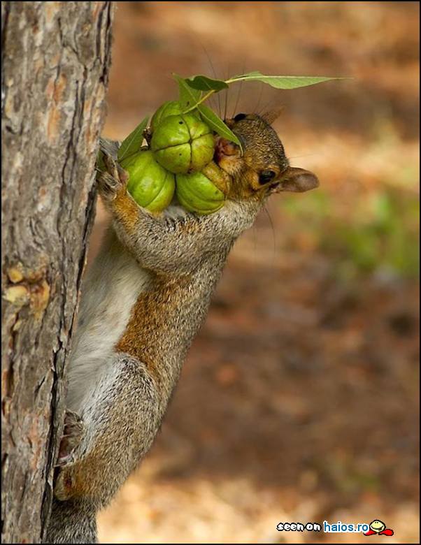 Squirrel with balls... Tu ai suficiente
provizii pentru iarna grea?
