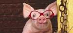 Cu ochelarii astia se vede altfel gripa
porcina!