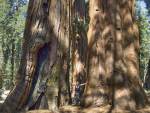 Sequoia gigantici in Parcul Natural
Yosemite, SUA