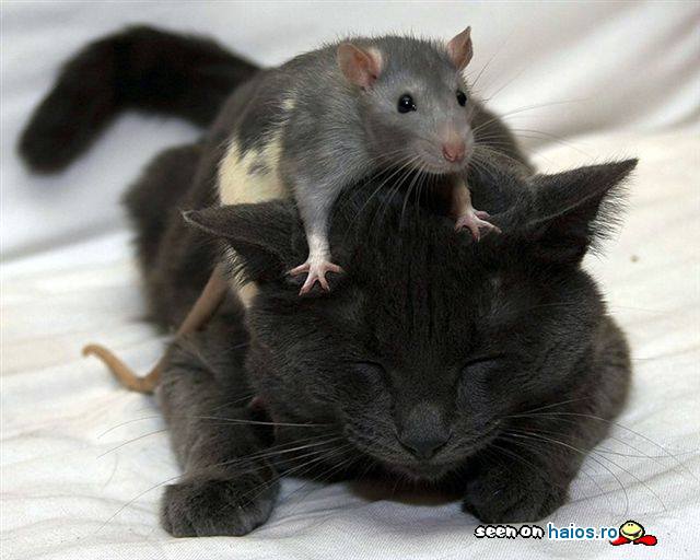Poate un soricel sa stea pe capul unei
pisici negre? Raspuns: da!