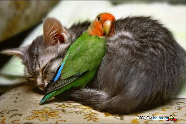 Papagal si pisica, la somn