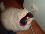 Pisica cu ochelari negri cu rama roz