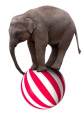 Pui de elefant in echilibru pe o minge