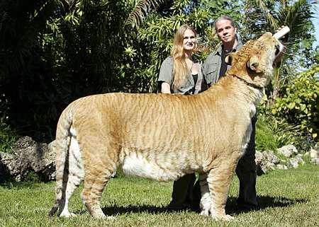 Cel mai mare tigru din lume este un
liger, Hercule, incrucisare intre leu si
tigru