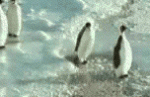 Pasii pinguinului inainte de a primi una
peste ceafa si de a cadea in apa