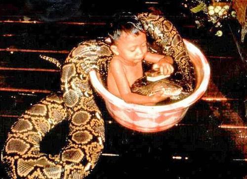 Cum se spala pe cap un animal de
comanie, mai precis, un Anaconda micut
si dragut?