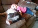 O tovarasie mai ciudata: porcul pe
canapea, pe post de perna pentru copil