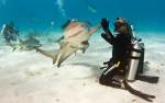 Femela de rechin, prietenoasa, bate
palma cu scufundatorul Eli Martinez, in
Bahamas