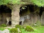 Cea mai lunga zebra din lume, pe dupa
copac!