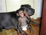 Pui de cimpanzeu orfan adoptat de o
catea