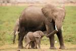 Elefantelul la plimbare cu mamica,
tinandu-se de ea cu trompa