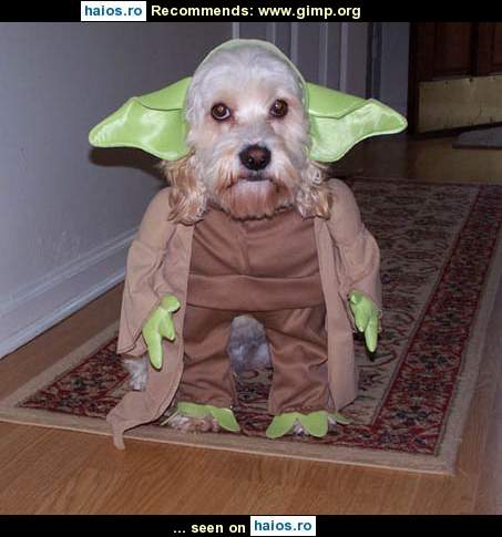 Catel echipat in Yoda