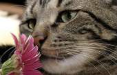 Pisicilor le place sa miroasa flori
roz...