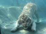 Tigru alb bengalez scufundandu-se dupa o
bucata de carne