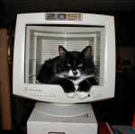 Pisica 2.0 Si Packard Bell