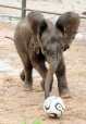 Elefantelul joaca fotbal de placere