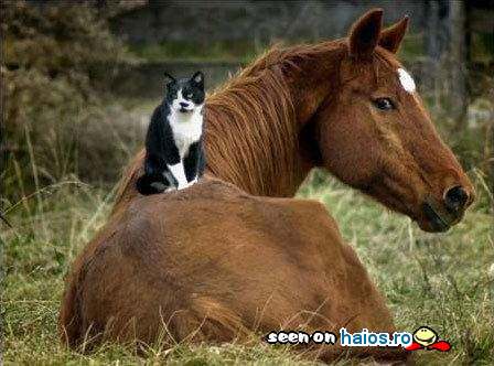Pisica lenevind pe spatele unui cal