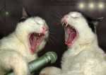 Ai face senzatie daca ai avea o formatie
de pisici cantarete?