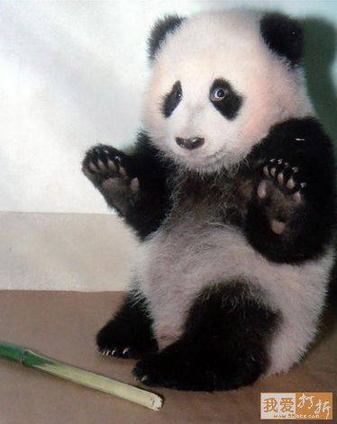 Panda: Crede-ma ca nu eu am furat batul
asta de bambus!