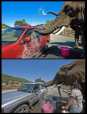 Spalatorie auto cu elefanti in Africa