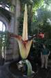 Amorphophallus Titanum: Cea mai mare
floare din lume