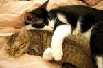 Imbratisare intre doua pisici adormite